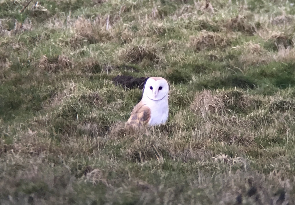 Barn Owl 3