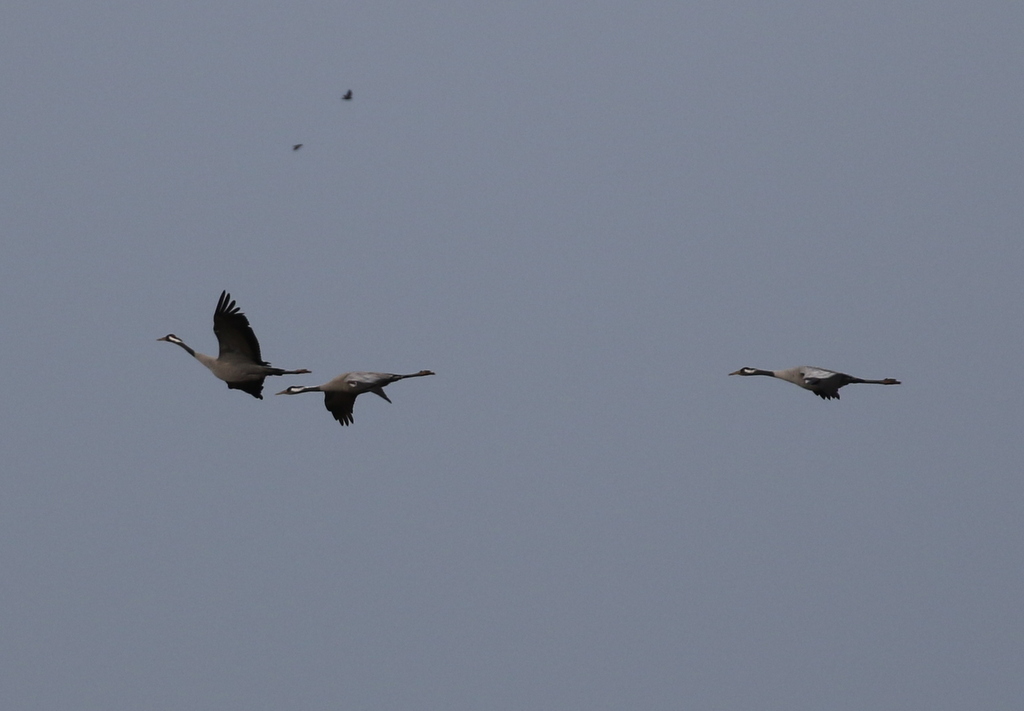 Common Cranes 3