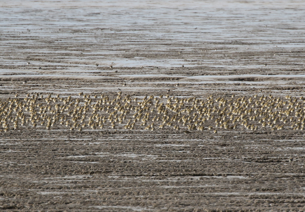 Golden Plovers 1