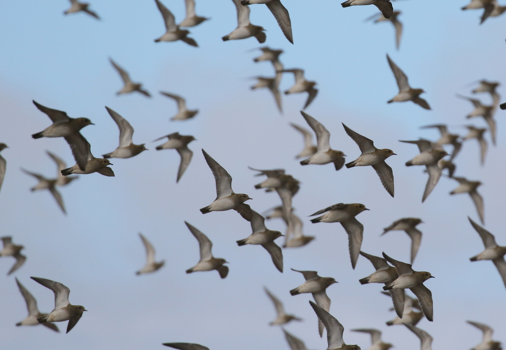 Golden Plovers 2