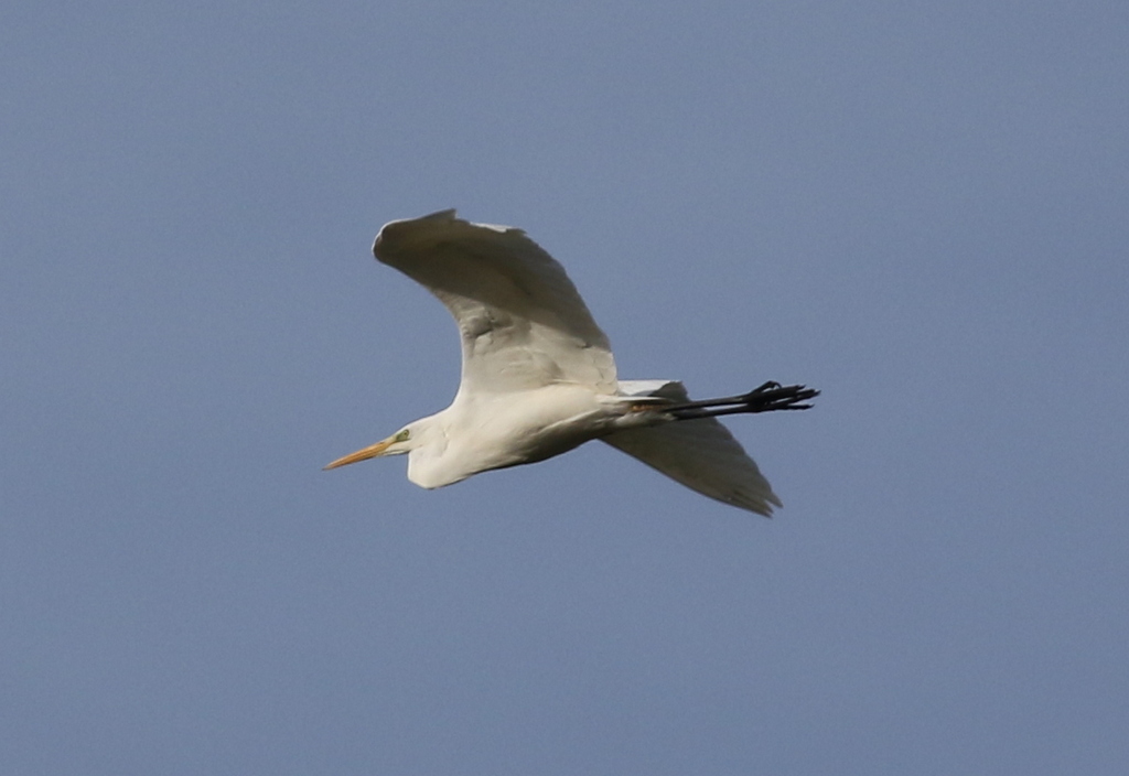 Great White Egret 2