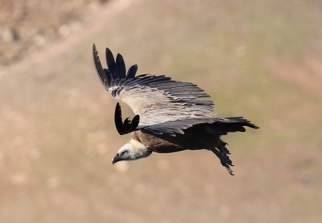 Griffon Vulture 2