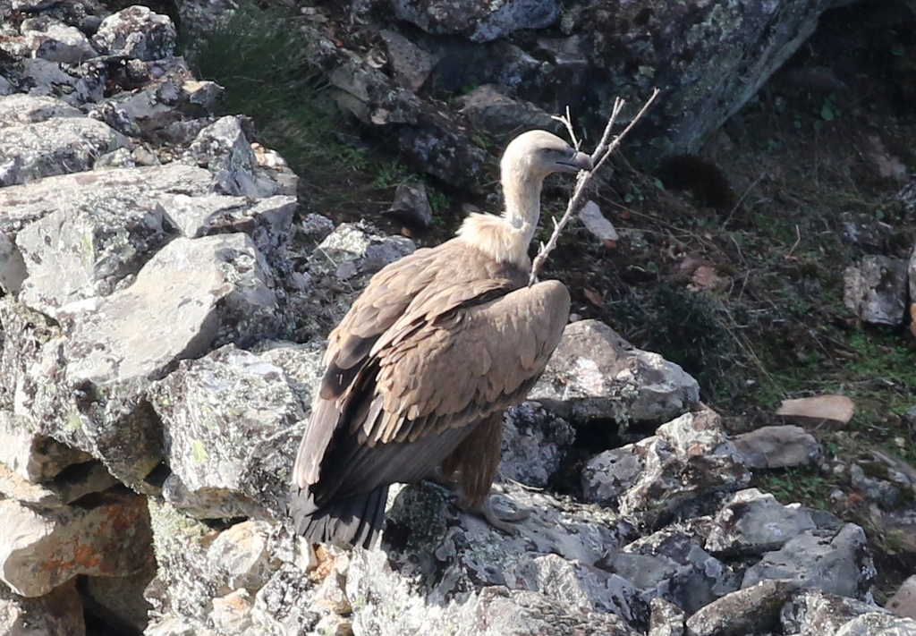 Griffon Vulture 5