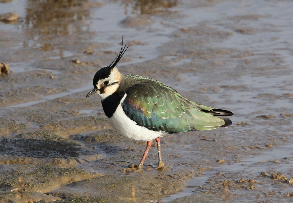 Lapwing