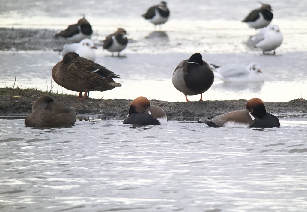 Red-crested Pochard