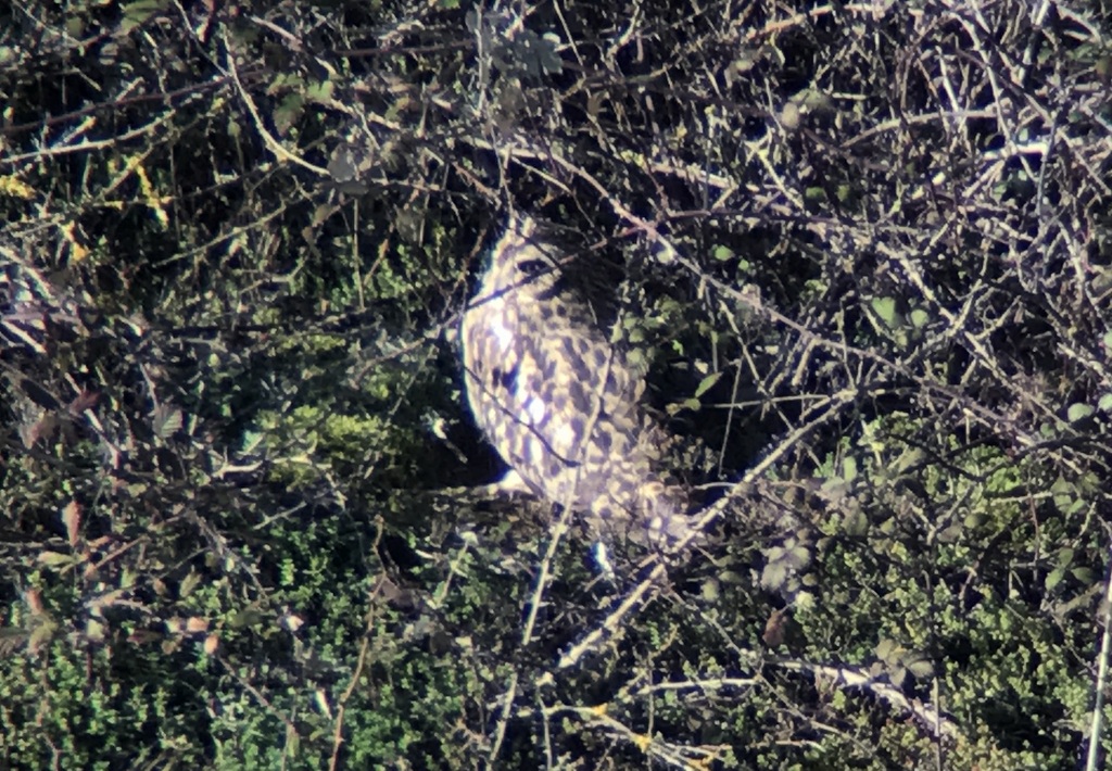 Short-eared Owls