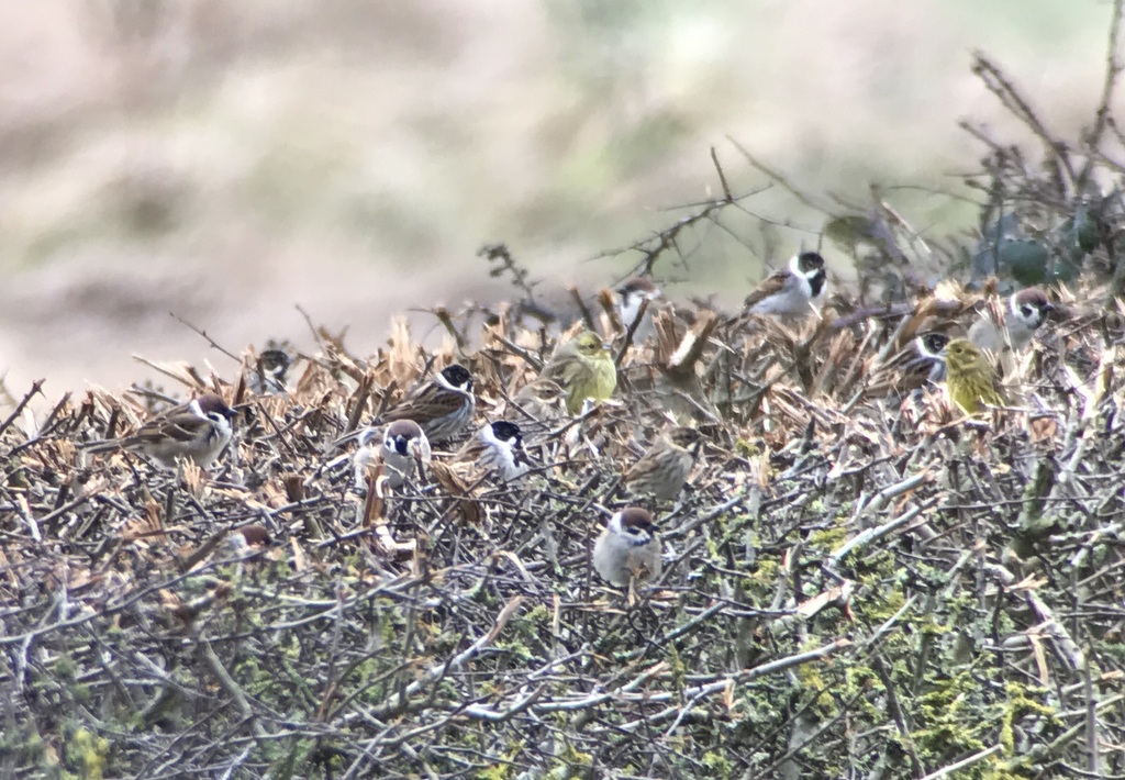 Tree Sparrows