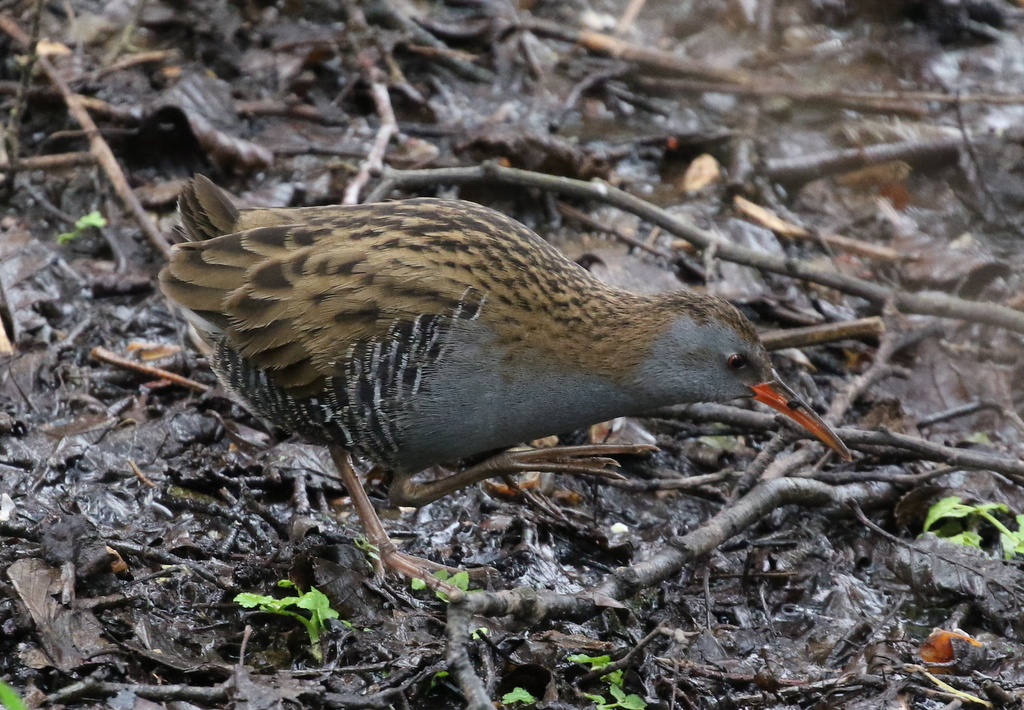 Water Rail