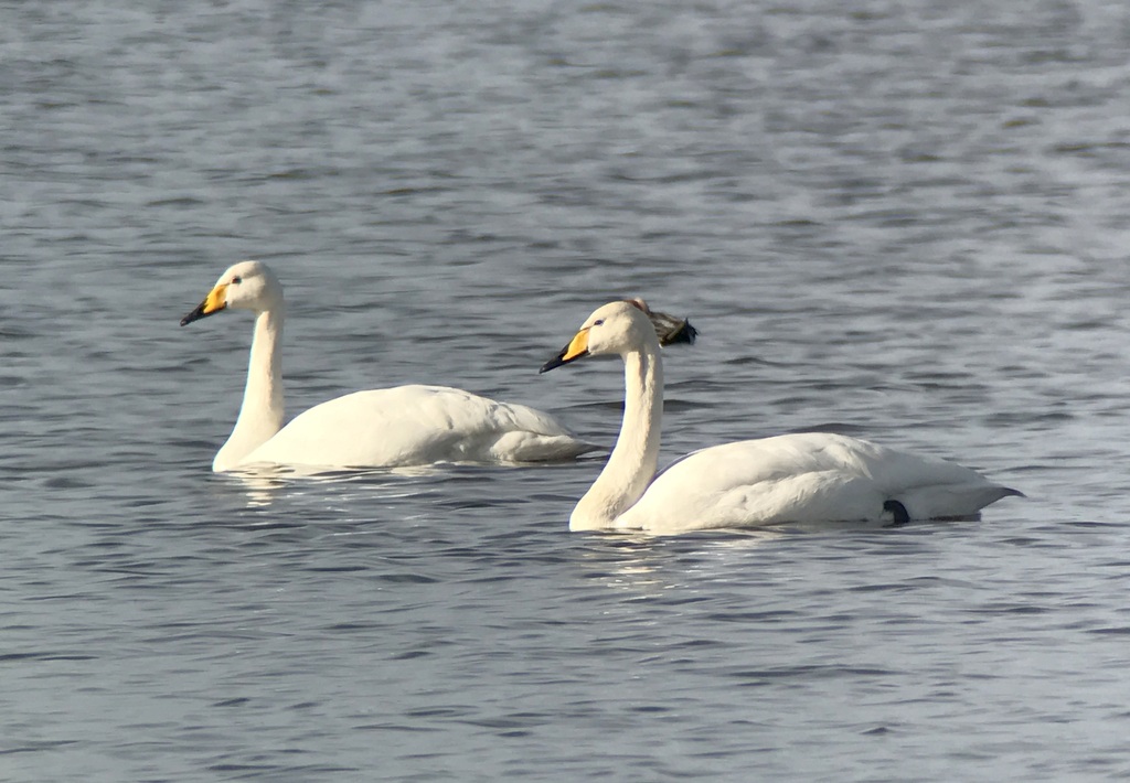 Whooper Swans 1