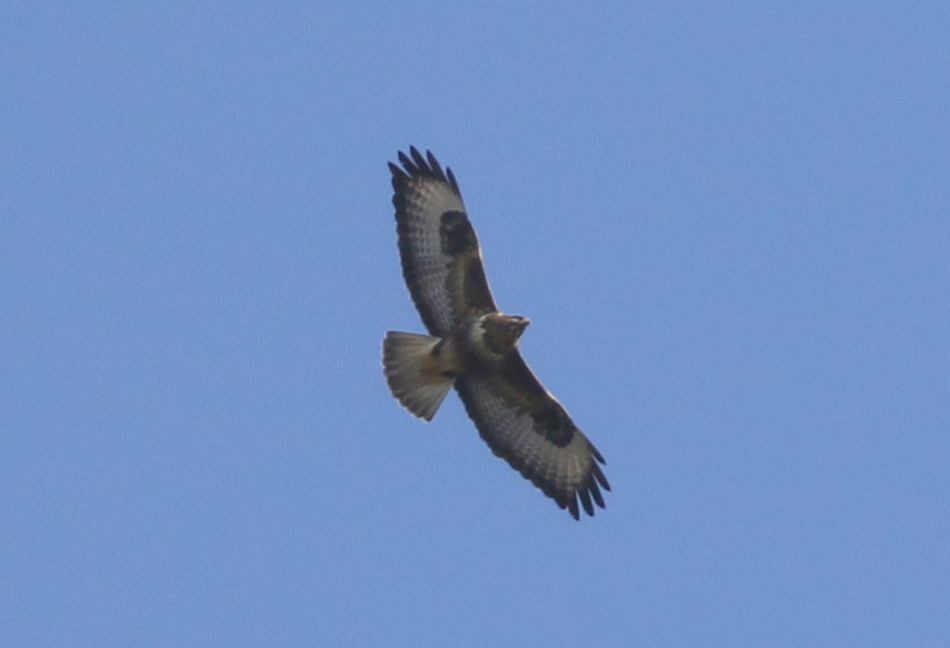 Common Buzzard