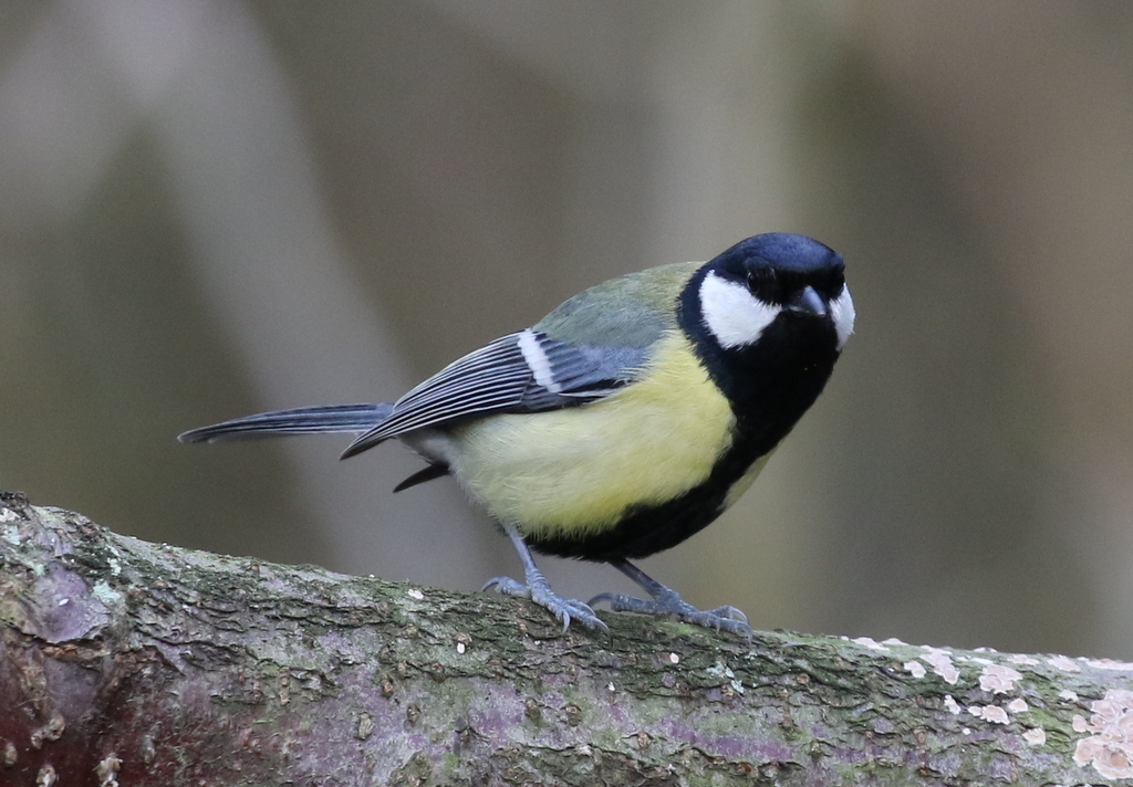 Great Tit