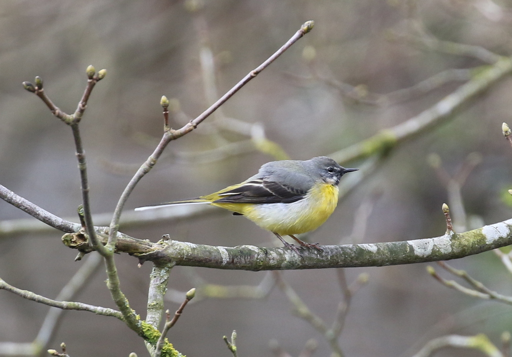 Grey Wagtail