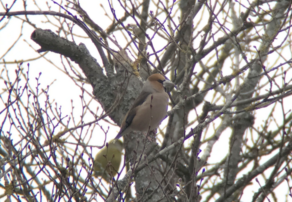 Hawfinch