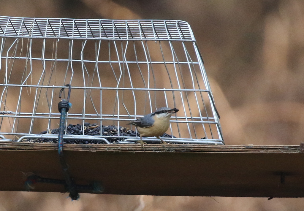 Nuthatch