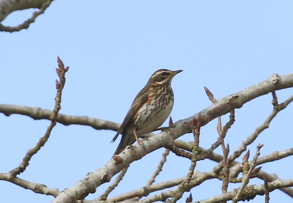 Redwing