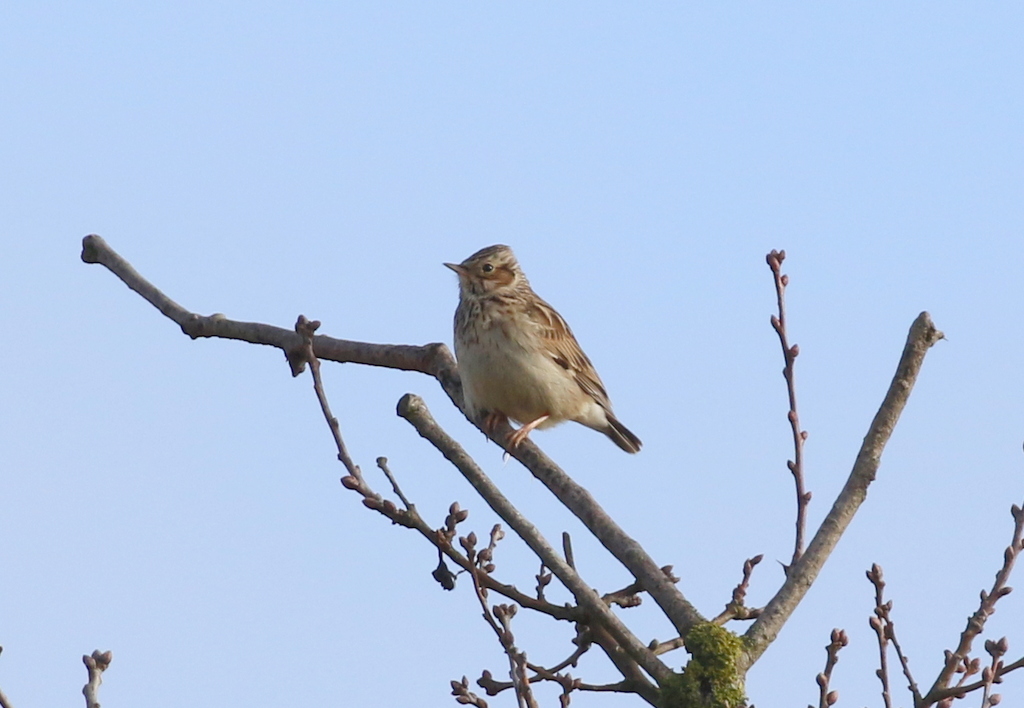 Woodlark 1