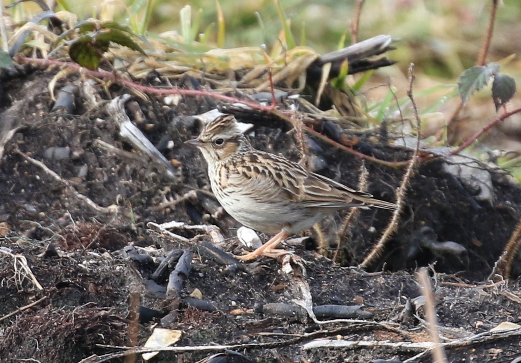 Woodlark 2