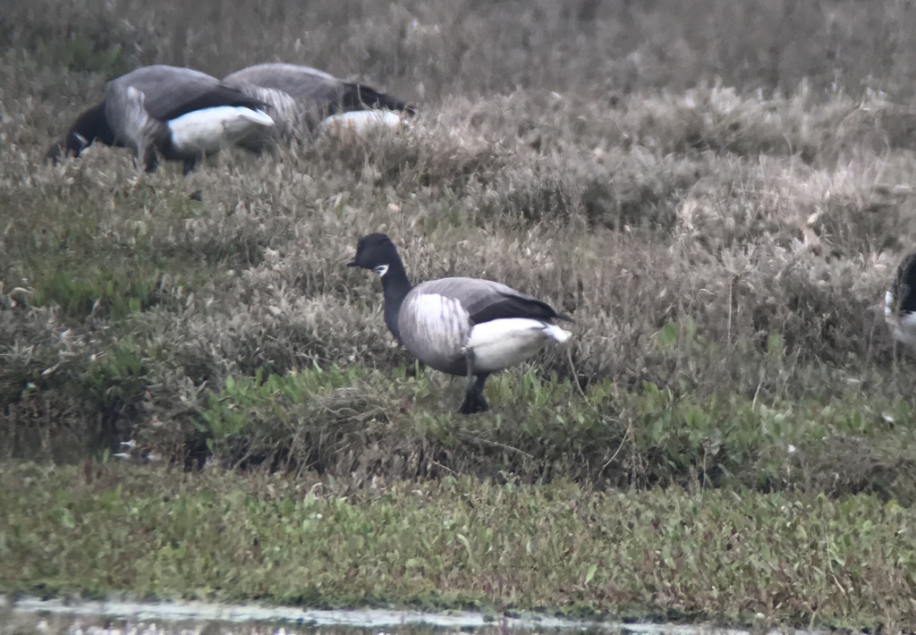 Brent Goose