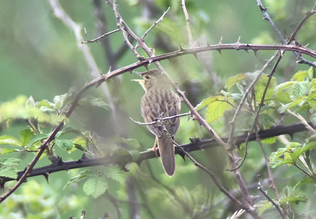 Grasshopper Warbler