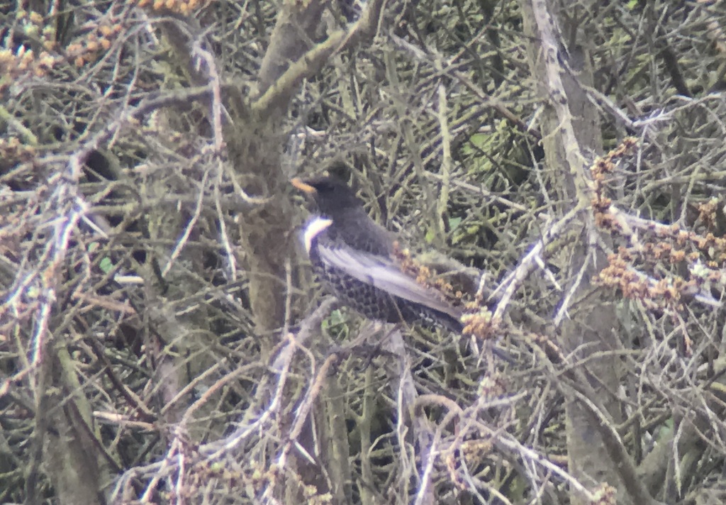 Ring Ouzel 1