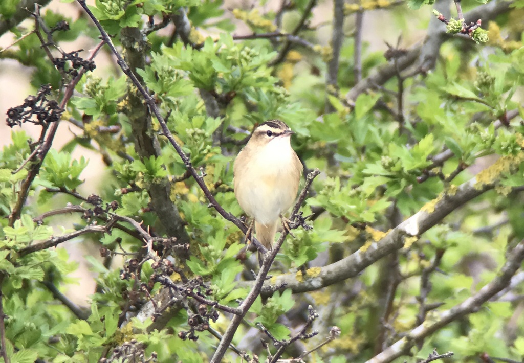 Sedge Warbler