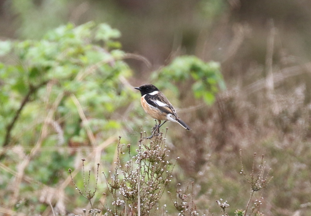 Stonechat