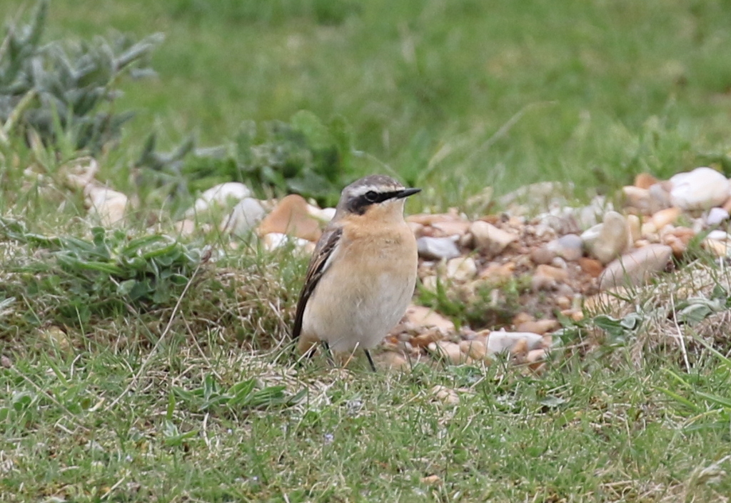 Wheatear