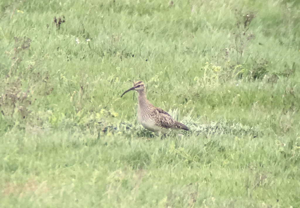 Whimbrel