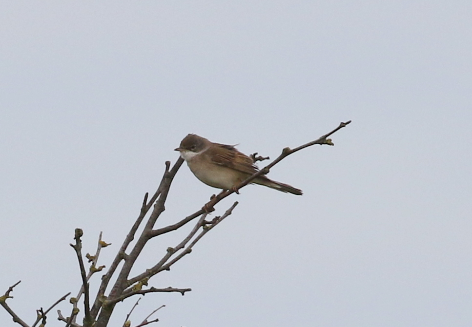 Whitethroat