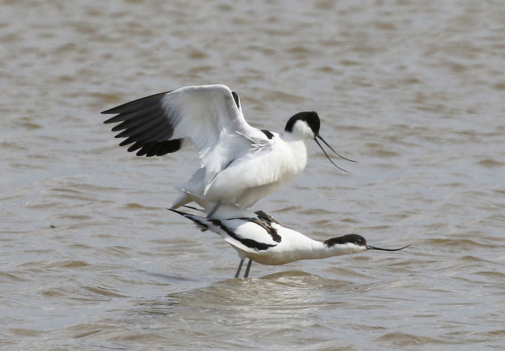 Avocets