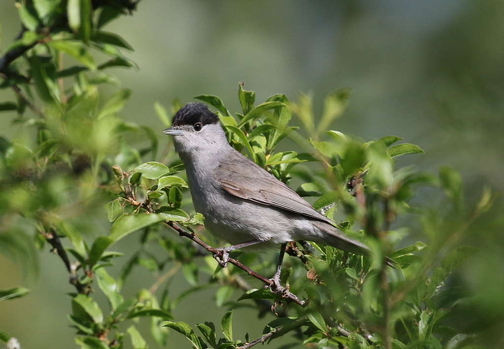 Blackcap