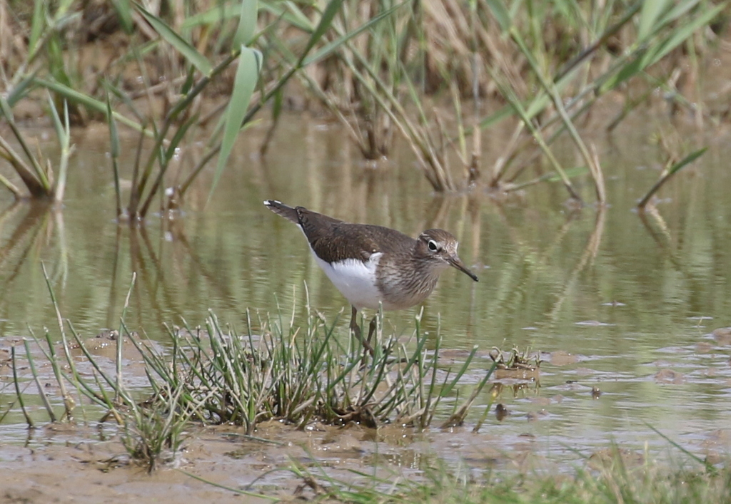 Common Sandpiper