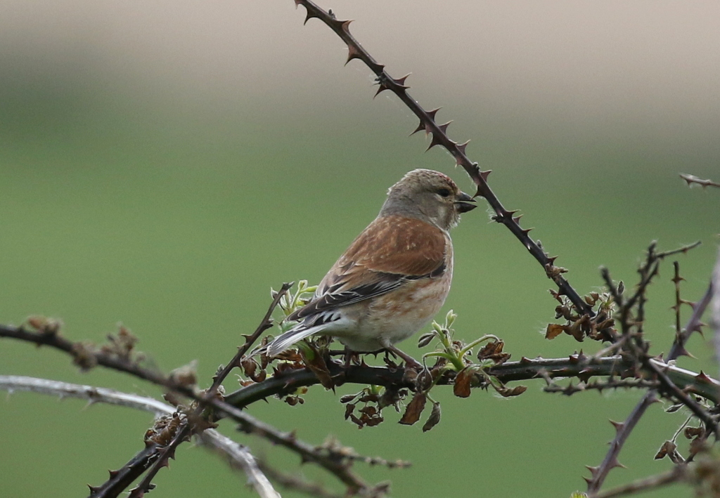 Linnet