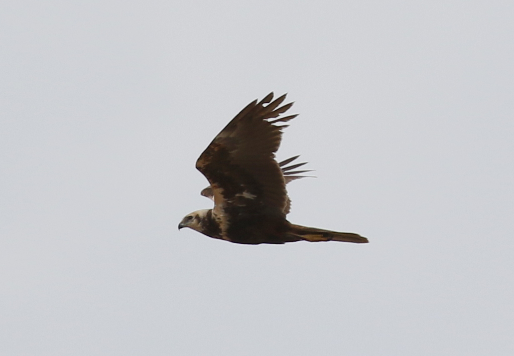 Marsh Harrier