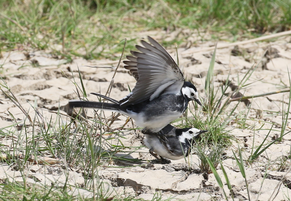 Pied Wagtails