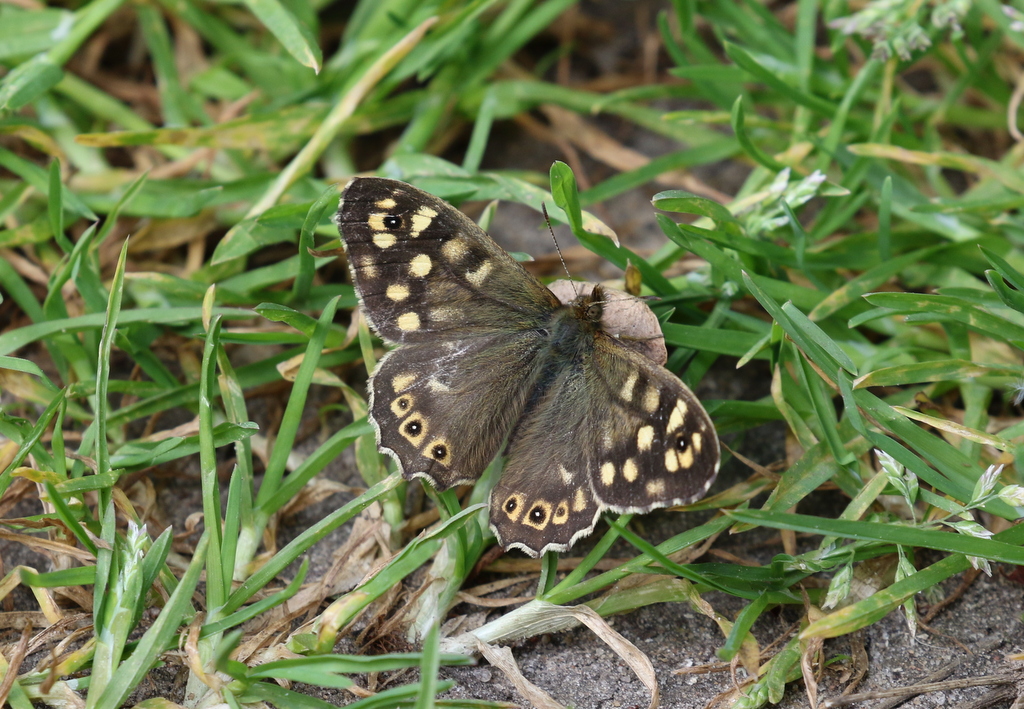 Speckled Wood