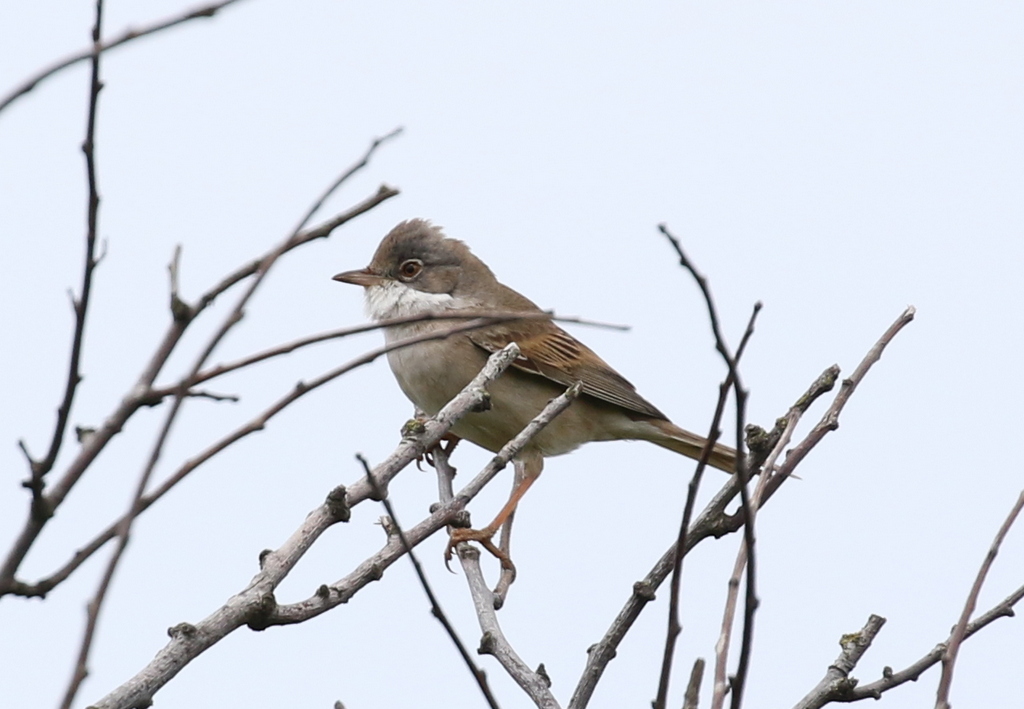 Whitethroat