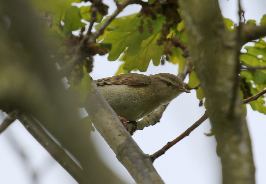 Willow Warbler