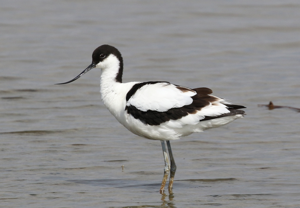 Avocet