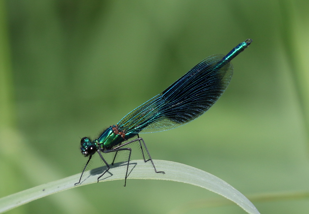 Banded Demoiselle