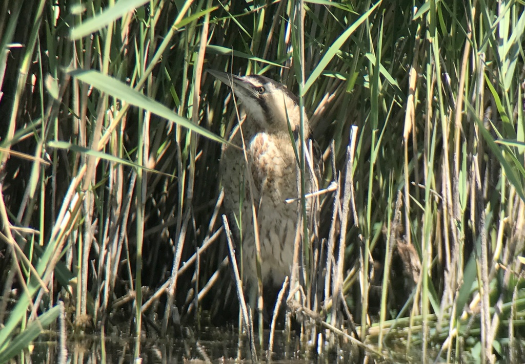 Bittern