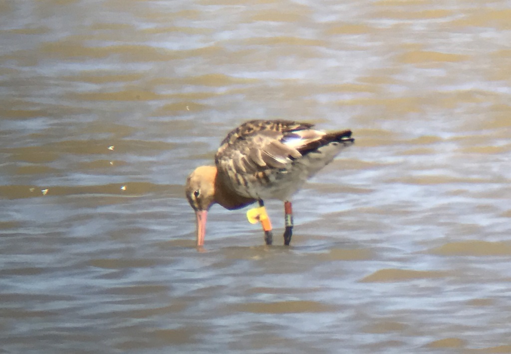 Continental Black-tailed Godwit