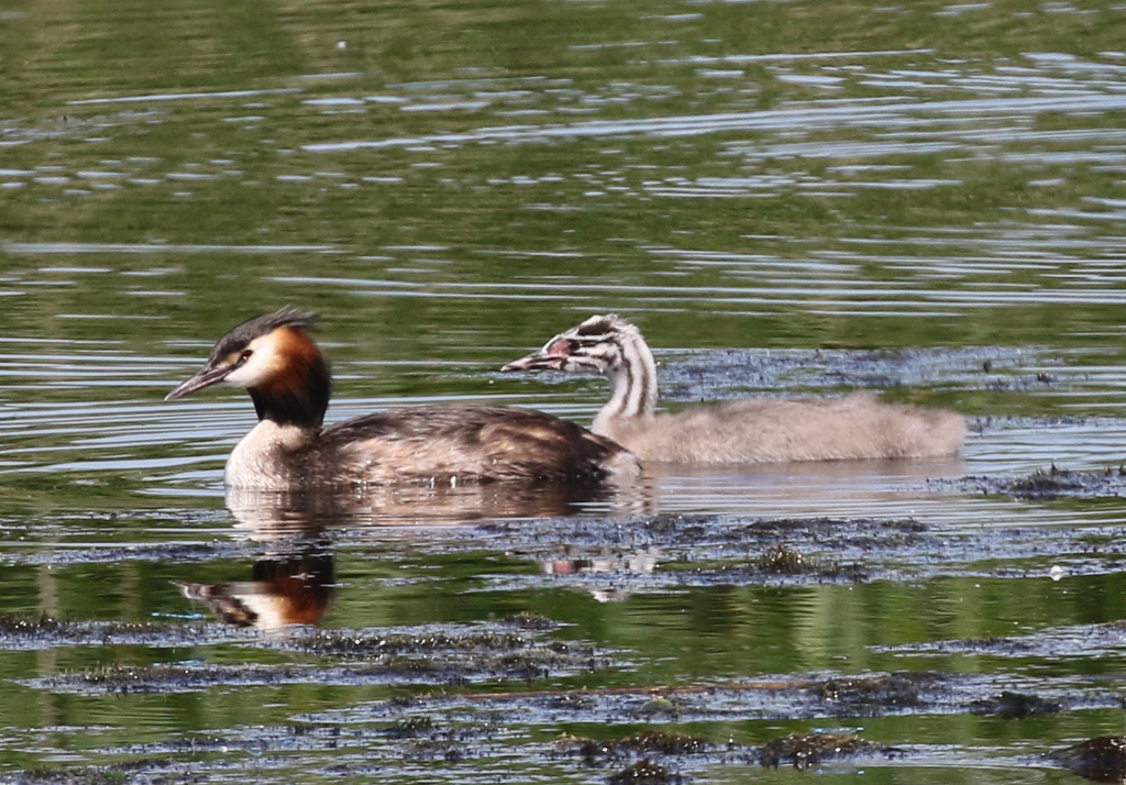 Great Crested Grebes