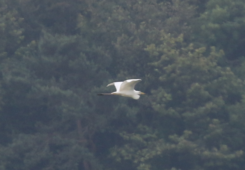 Great White Egret