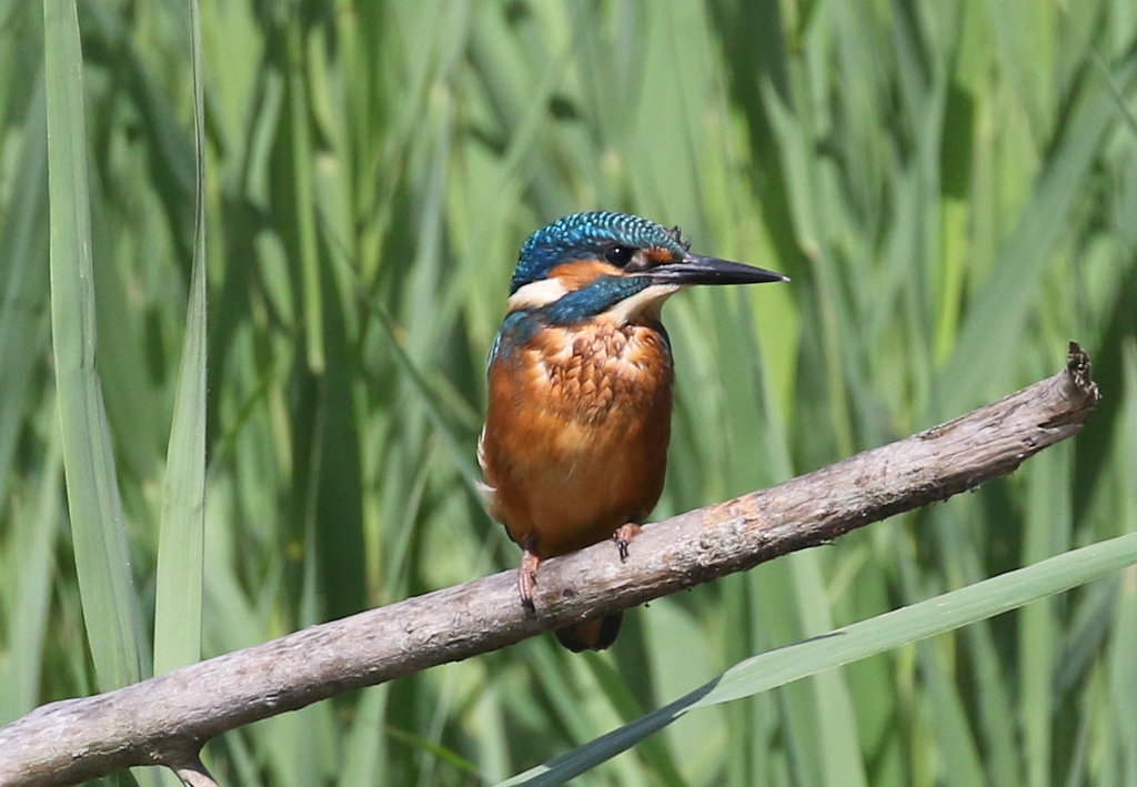 Kingfisher