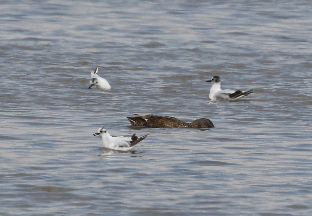 Little Gulls