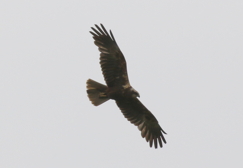 Marsh Harrier