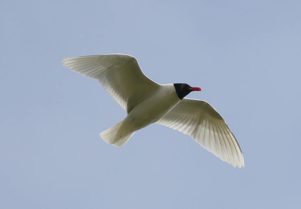 Mediterranean Gull