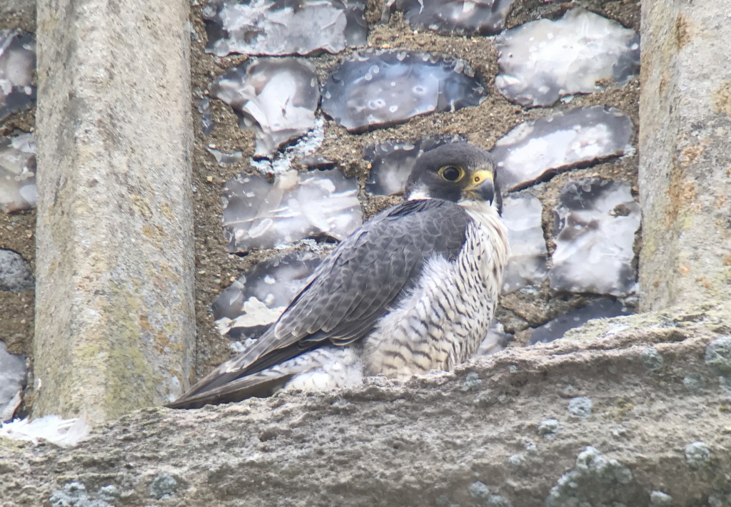 Peregrine