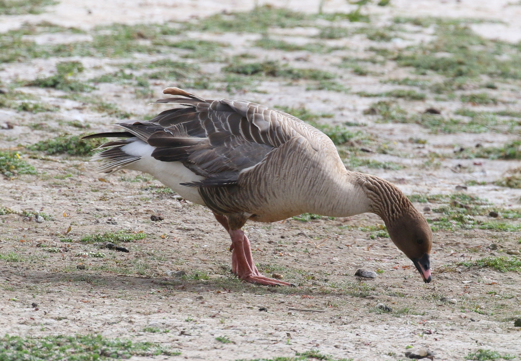 Pink-footed Goose